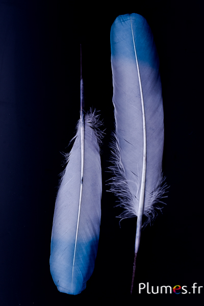 Cygne Soie - 25-30 cm - gris-anthracite